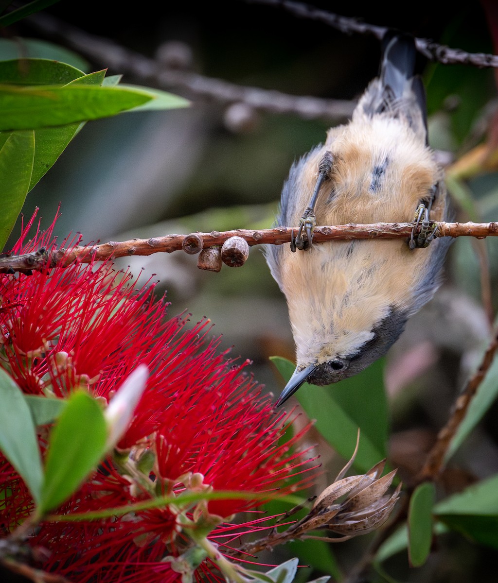 Pygmy Nuthatch - ML623960895