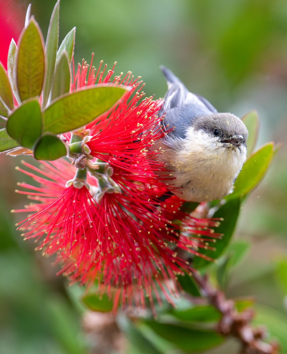 Pygmy Nuthatch - ML623960896