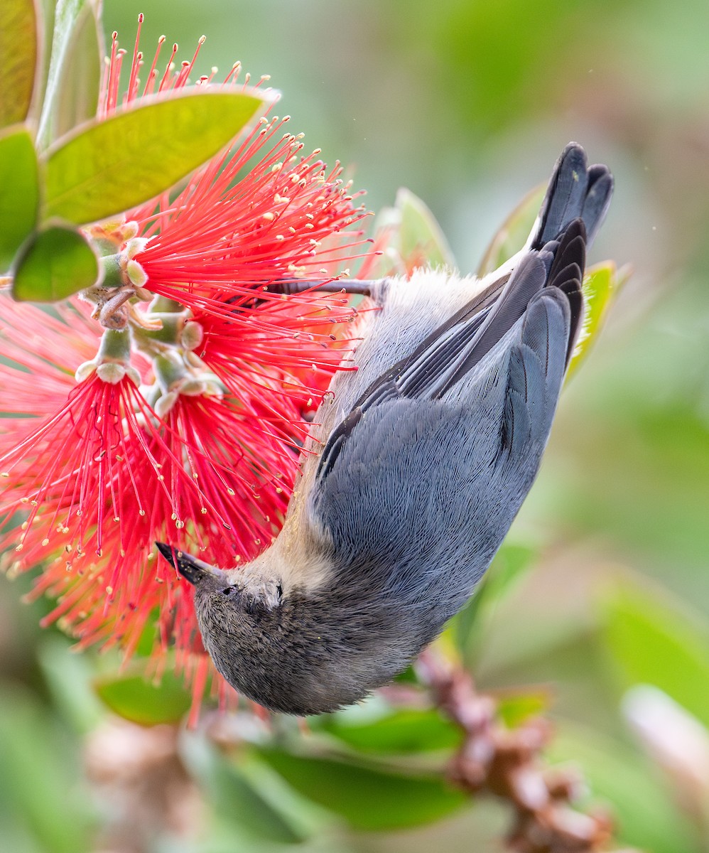 Pygmy Nuthatch - ML623960897