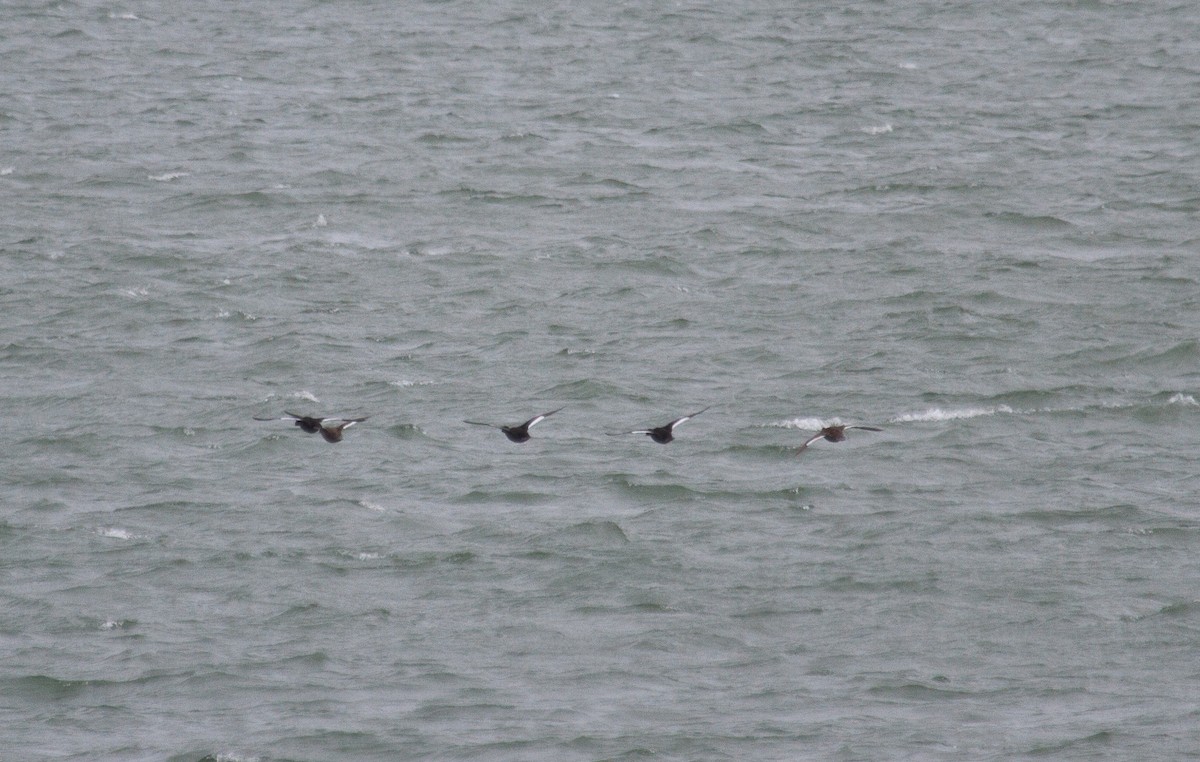 White-winged Scoter - ML623960906