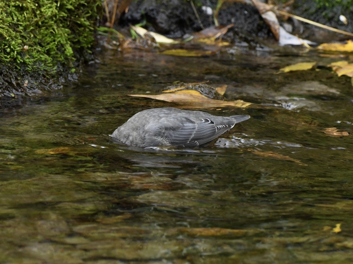 American Dipper - ML623960907