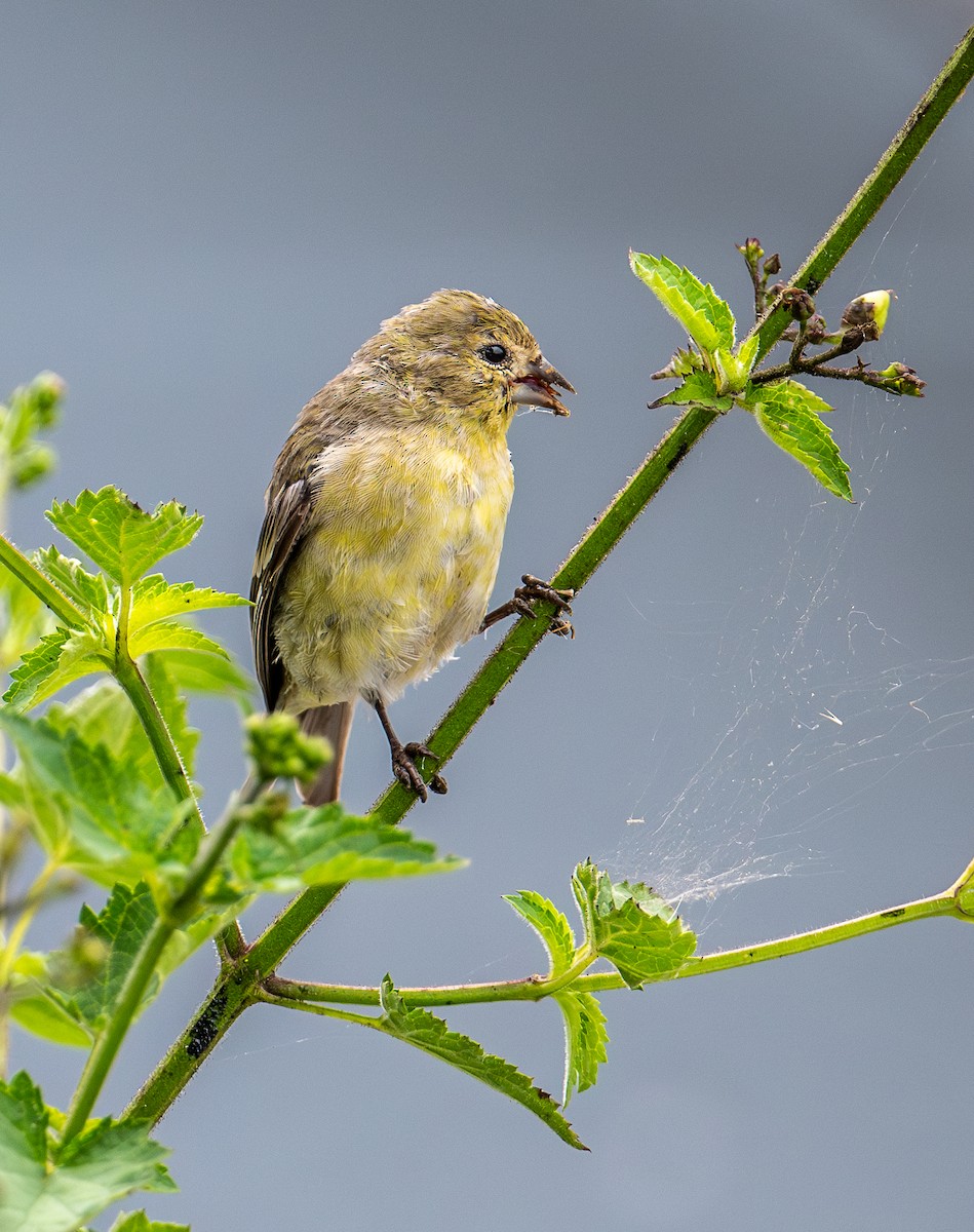 Lesser Goldfinch - ML623960919