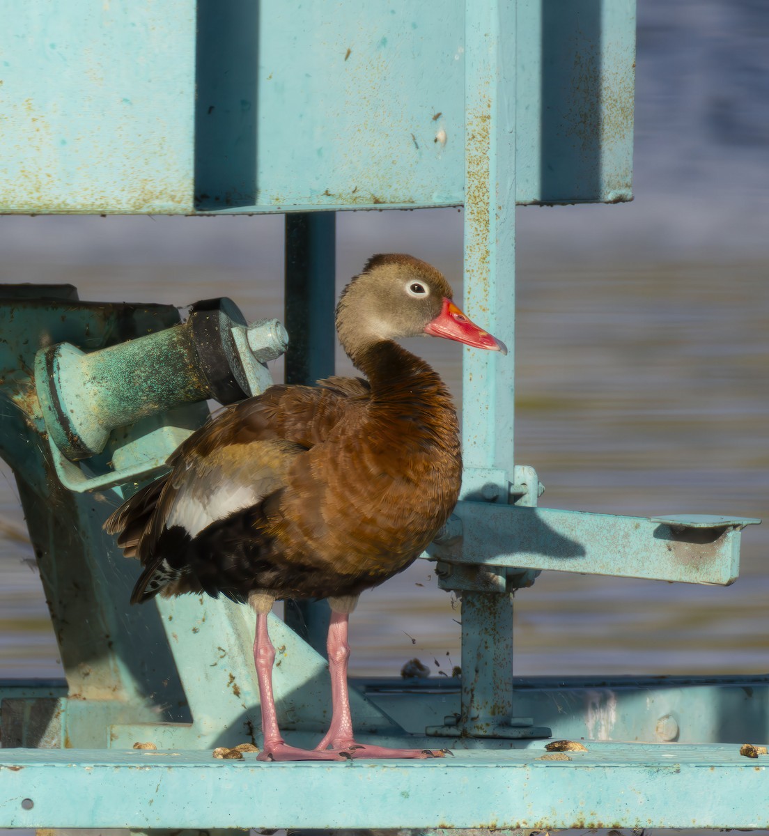 Black-bellied Whistling-Duck - ML623960922