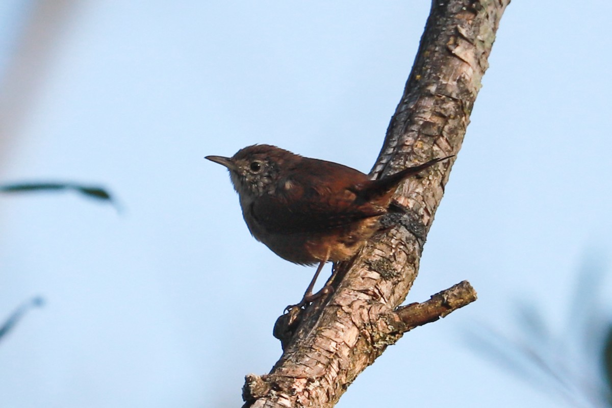 House Wren - ML623960923