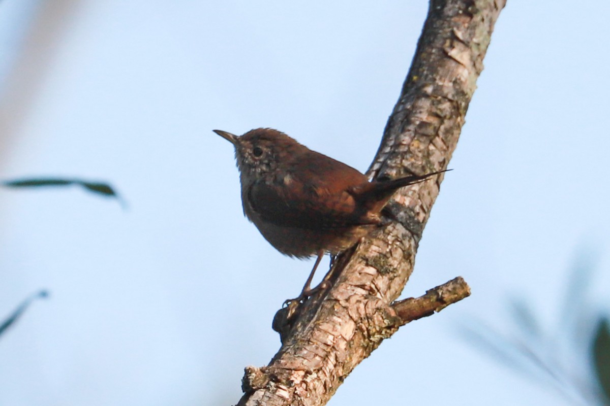 House Wren - ML623960924