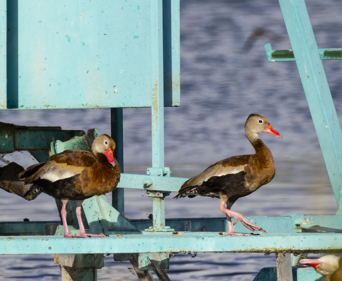 Black-bellied Whistling-Duck - Roger Uzun