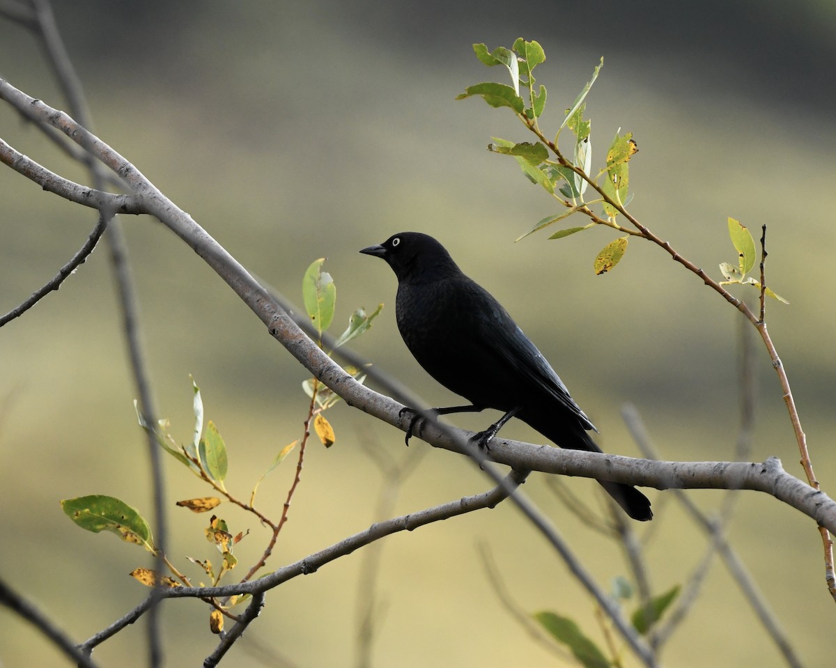 Brewer's Blackbird - ML623960928