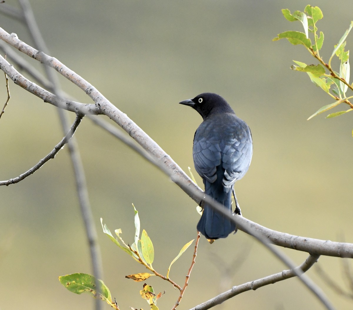 Brewer's Blackbird - ML623960930