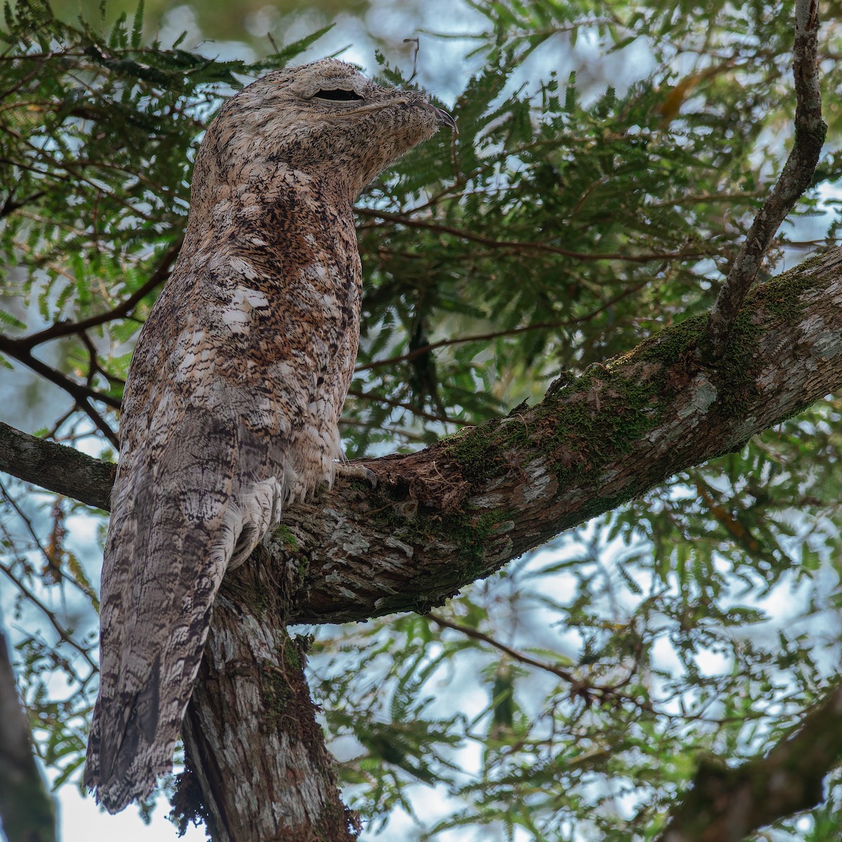 Great Potoo - ML623960932