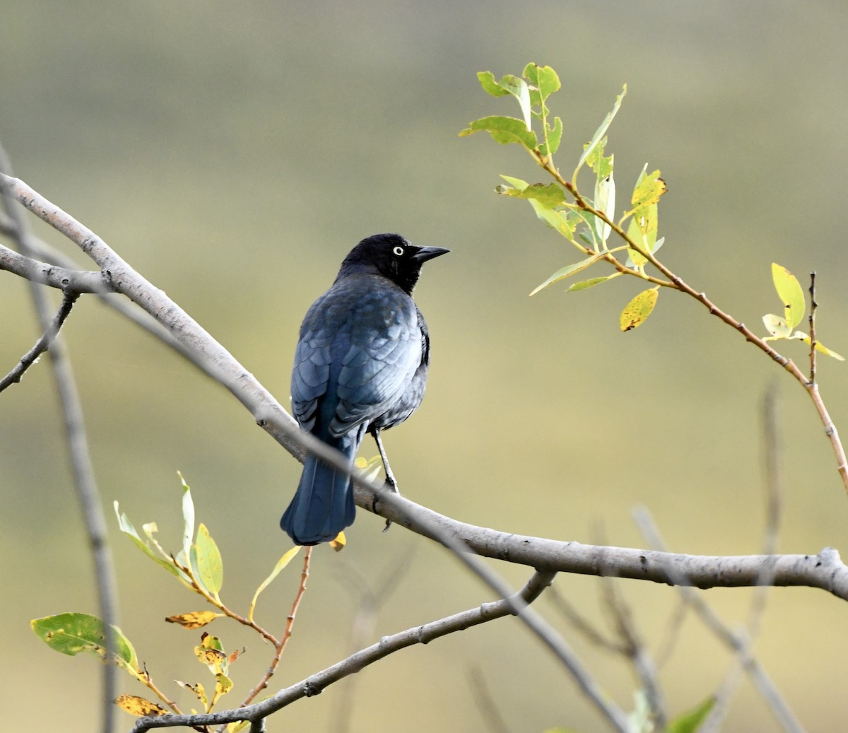 Brewer's Blackbird - ML623960933