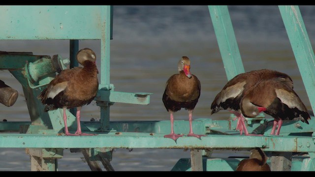 Black-bellied Whistling-Duck - ML623960934