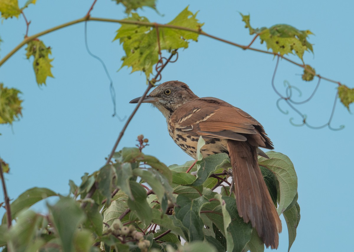 Brown Thrasher - ML623960936