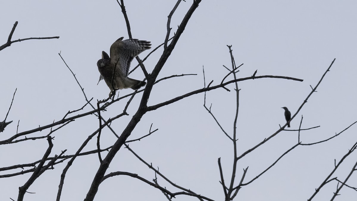 Red-shouldered Hawk - ML623960942