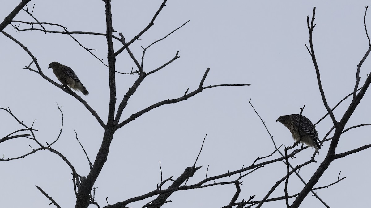 Red-shouldered Hawk - ML623960943