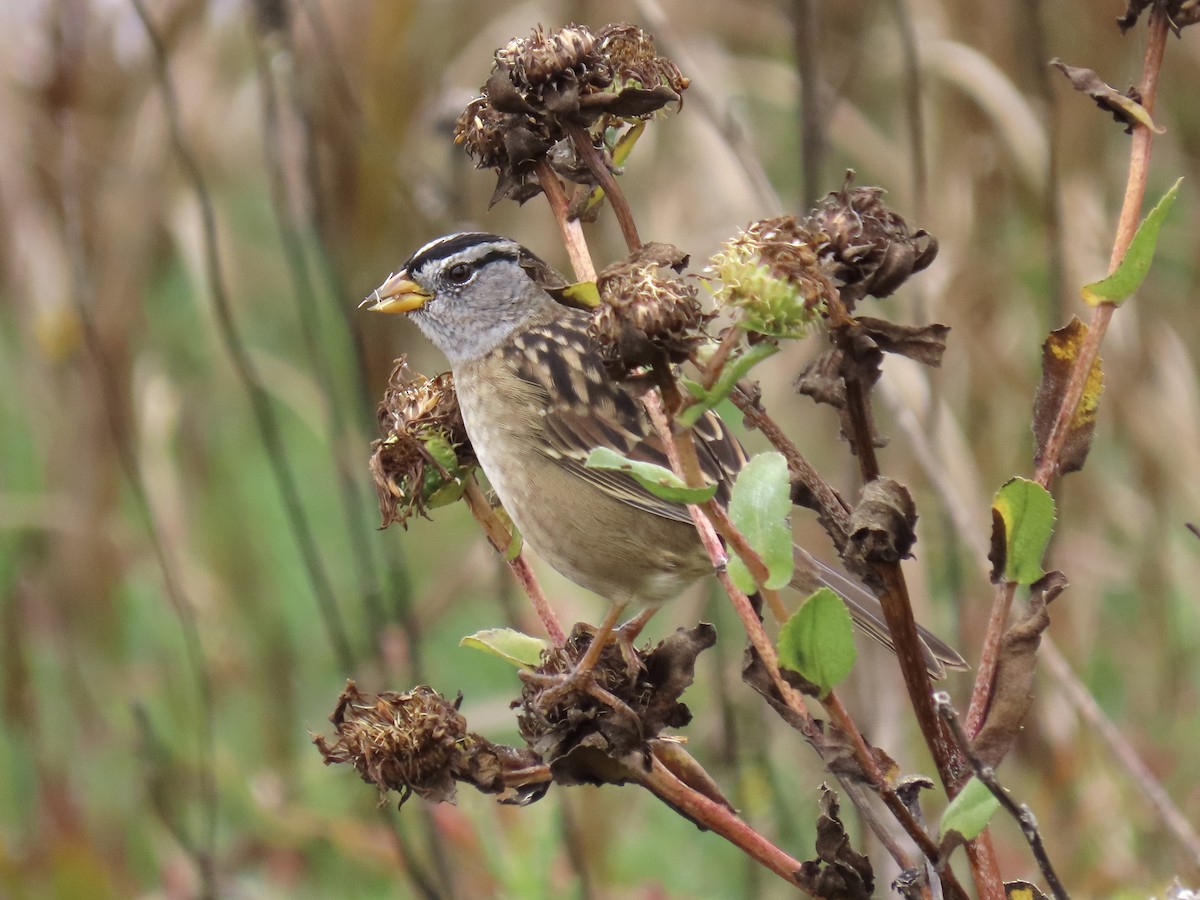 White-crowned Sparrow - Alane Gray