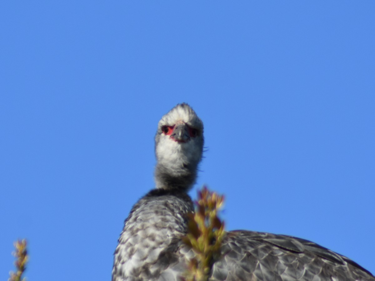 Southern Screamer - ML623960960