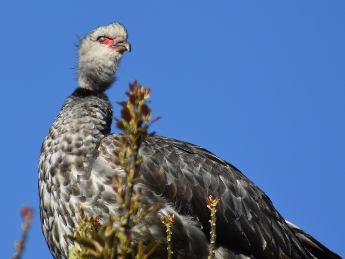 Southern Screamer - ML623960961