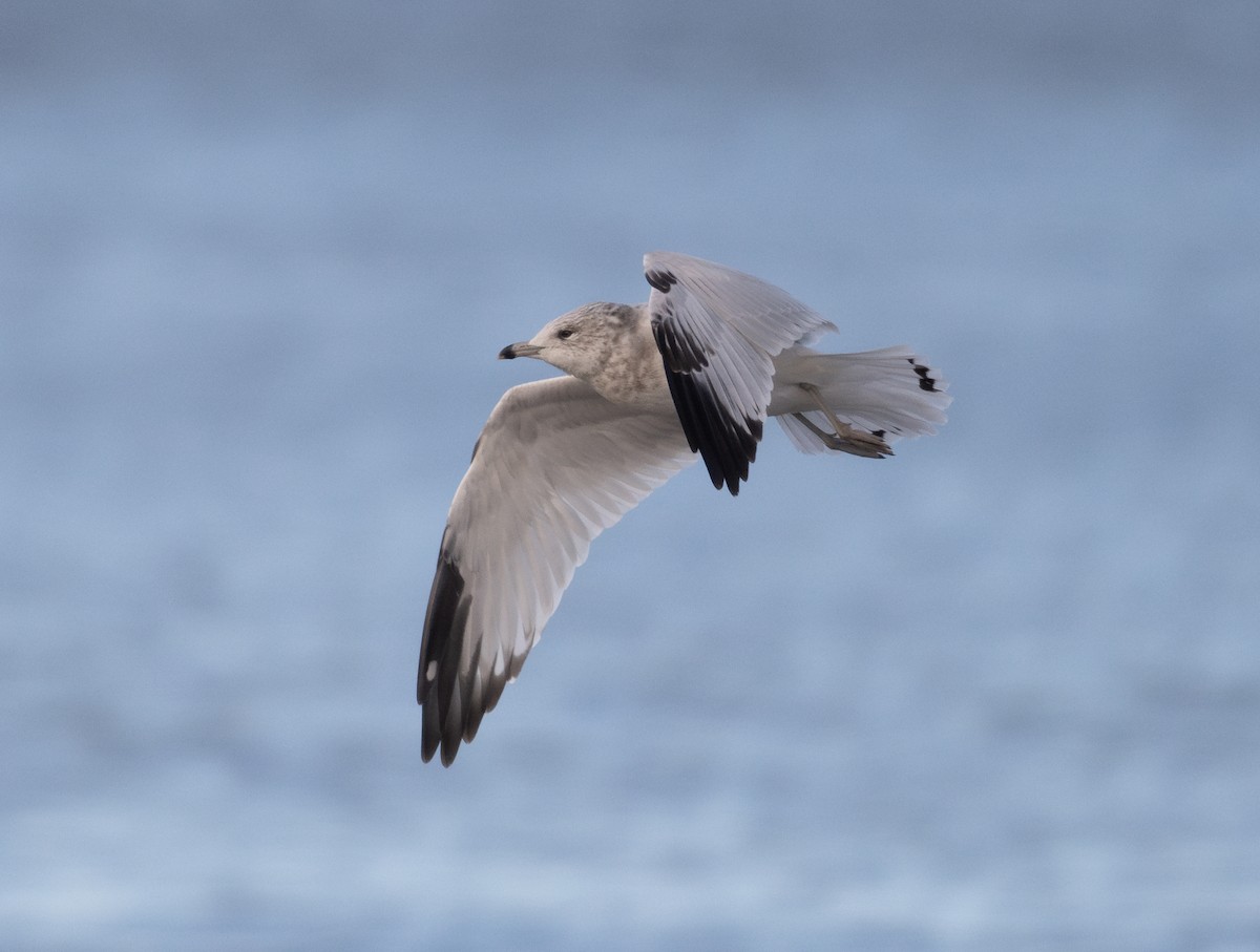 Ring-billed Gull - Buzz Scher