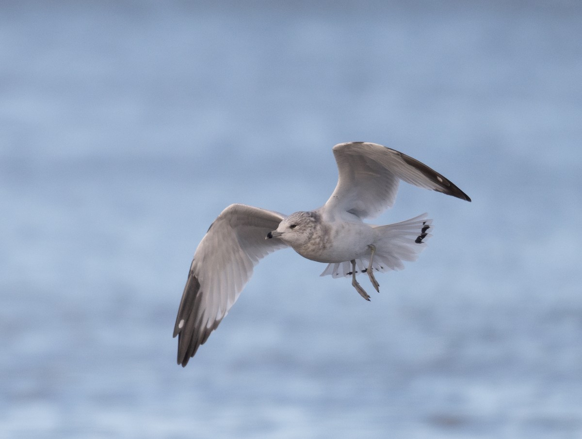 Ring-billed Gull - ML623960964