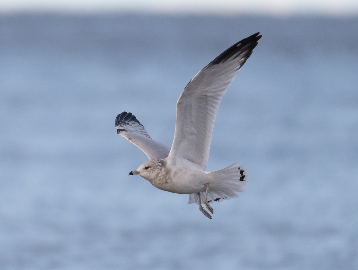 Ring-billed Gull - ML623960965