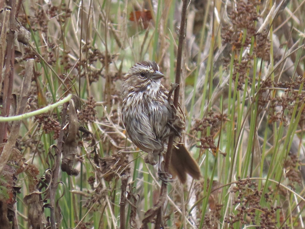 Song Sparrow - ML623960972