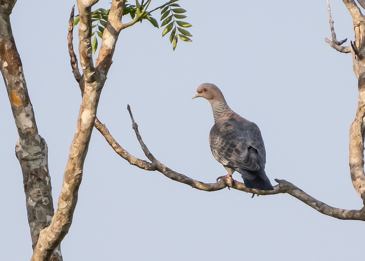 Picazuro Pigeon - ML623960980