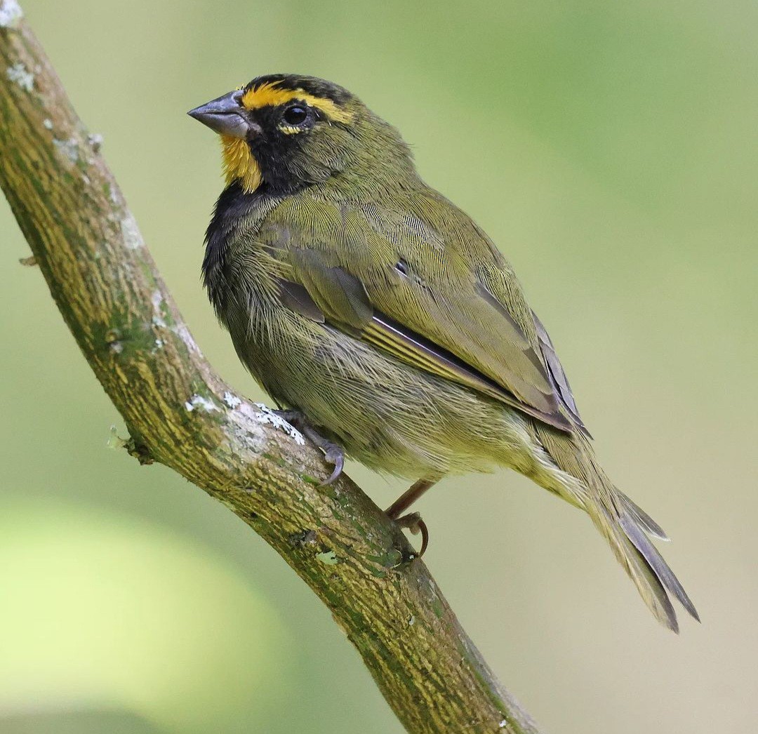 Yellow-faced Grassquit - ML623960981