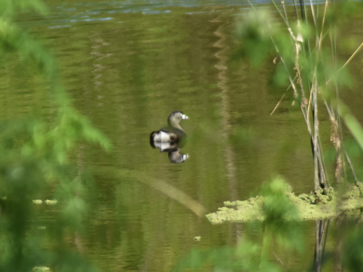 Pied-billed Grebe - ML623960983