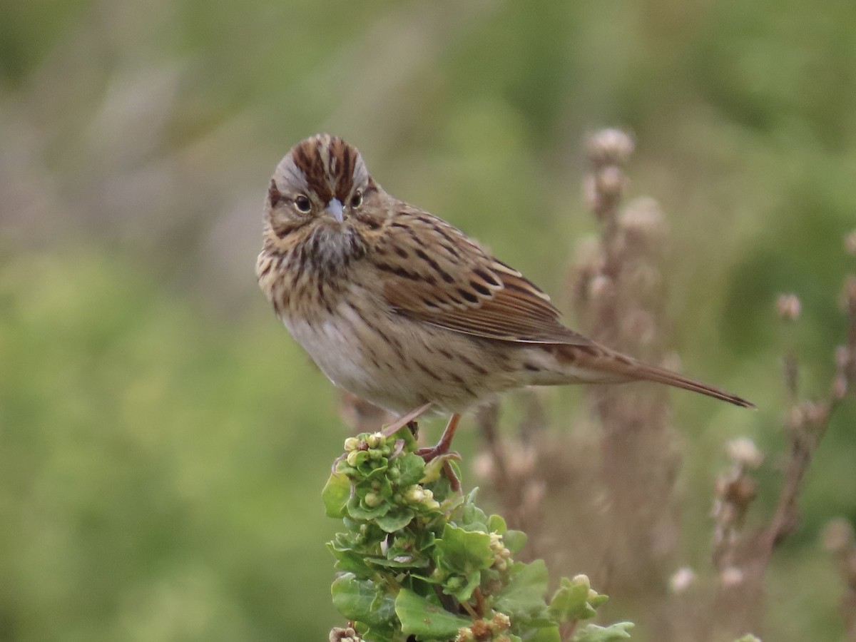 Lincoln's Sparrow - ML623960984