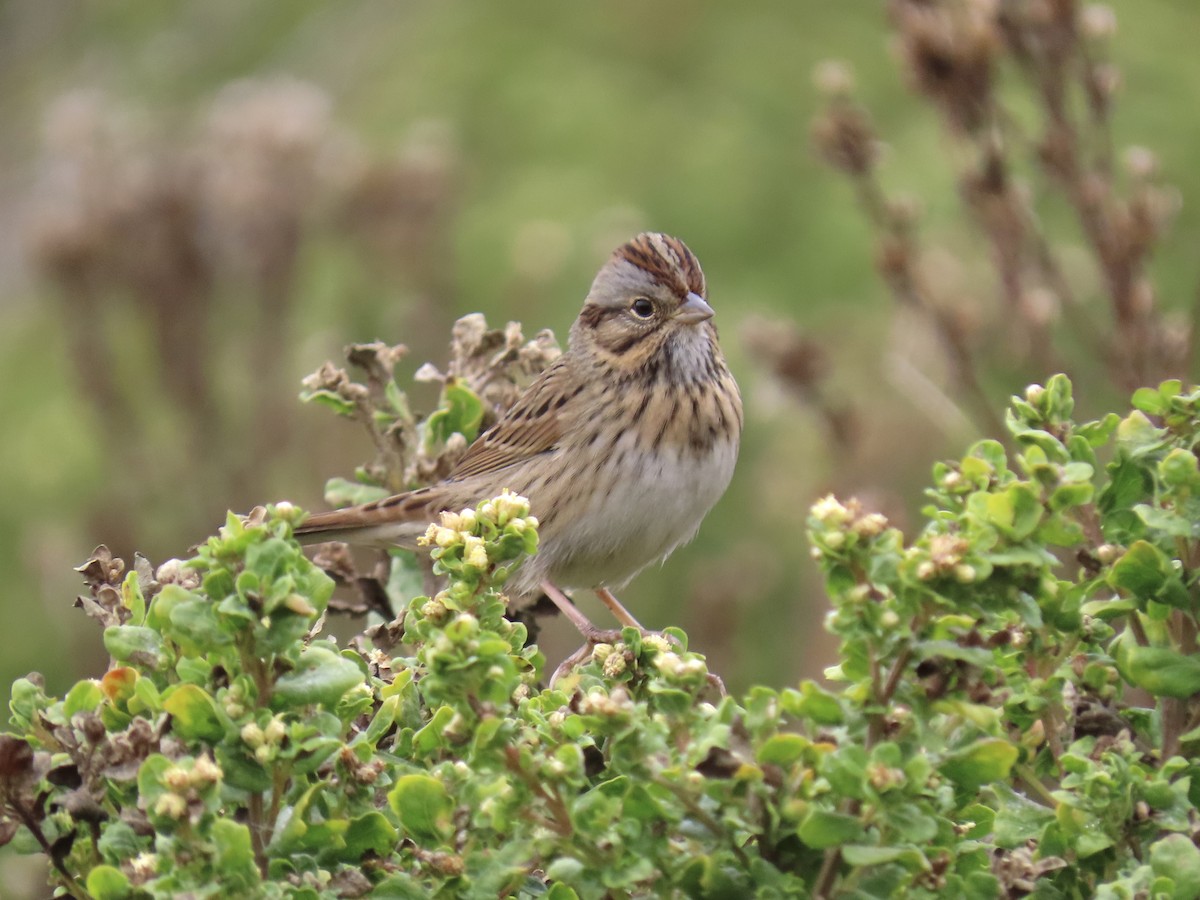 Lincoln's Sparrow - ML623960986