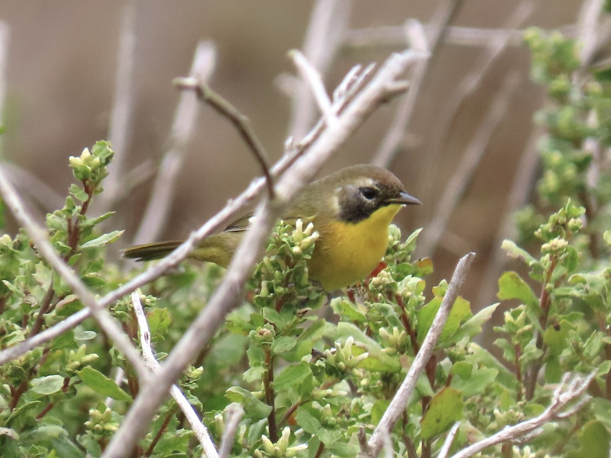 Common Yellowthroat - ML623960991