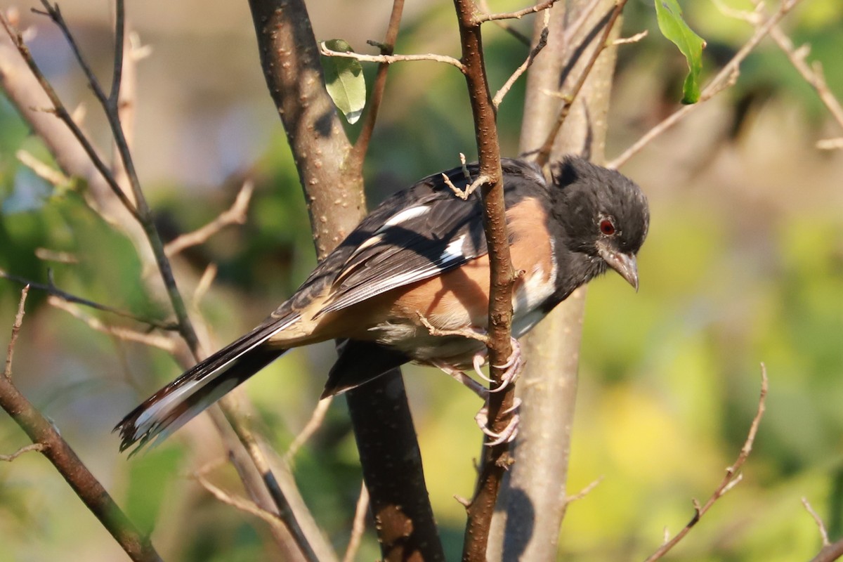 Eastern Towhee - ML623960994