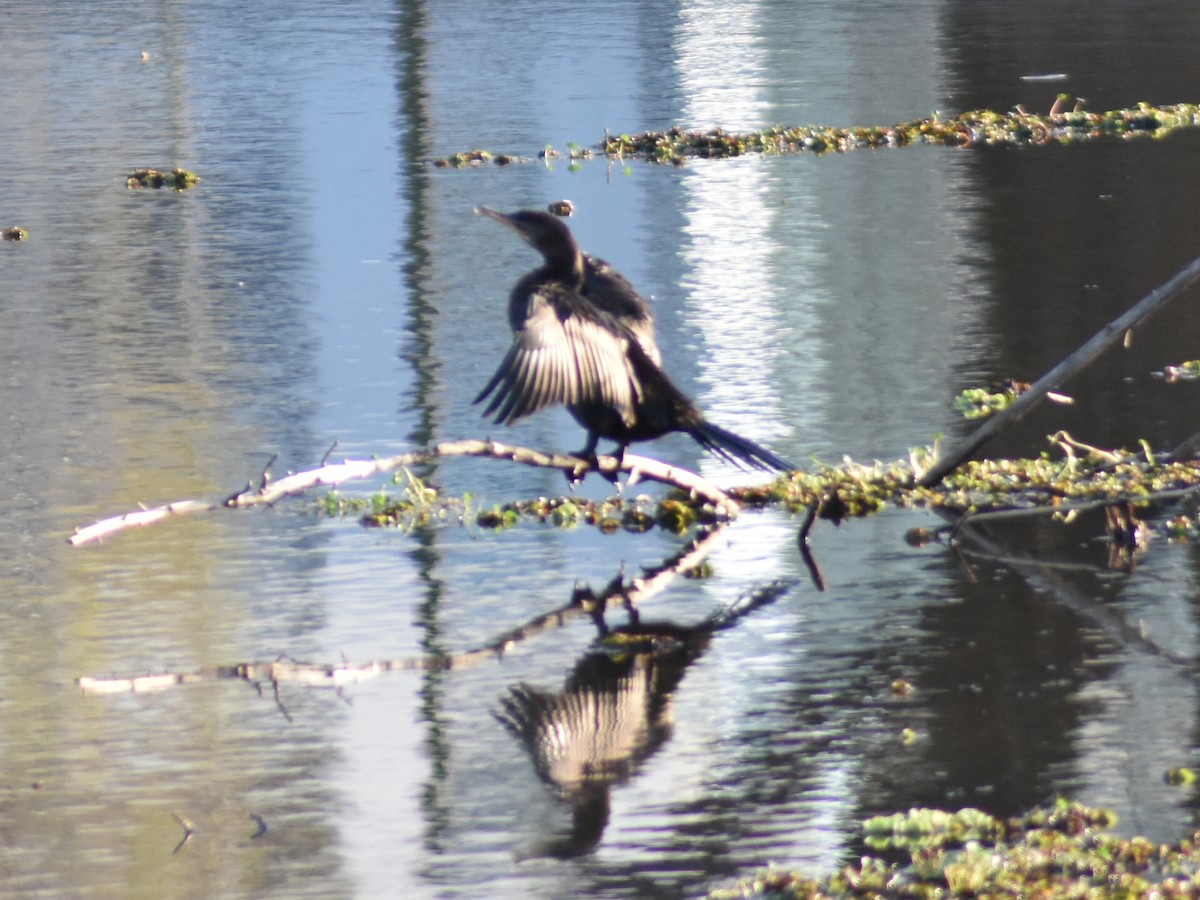 Neotropic Cormorant - ML623960999