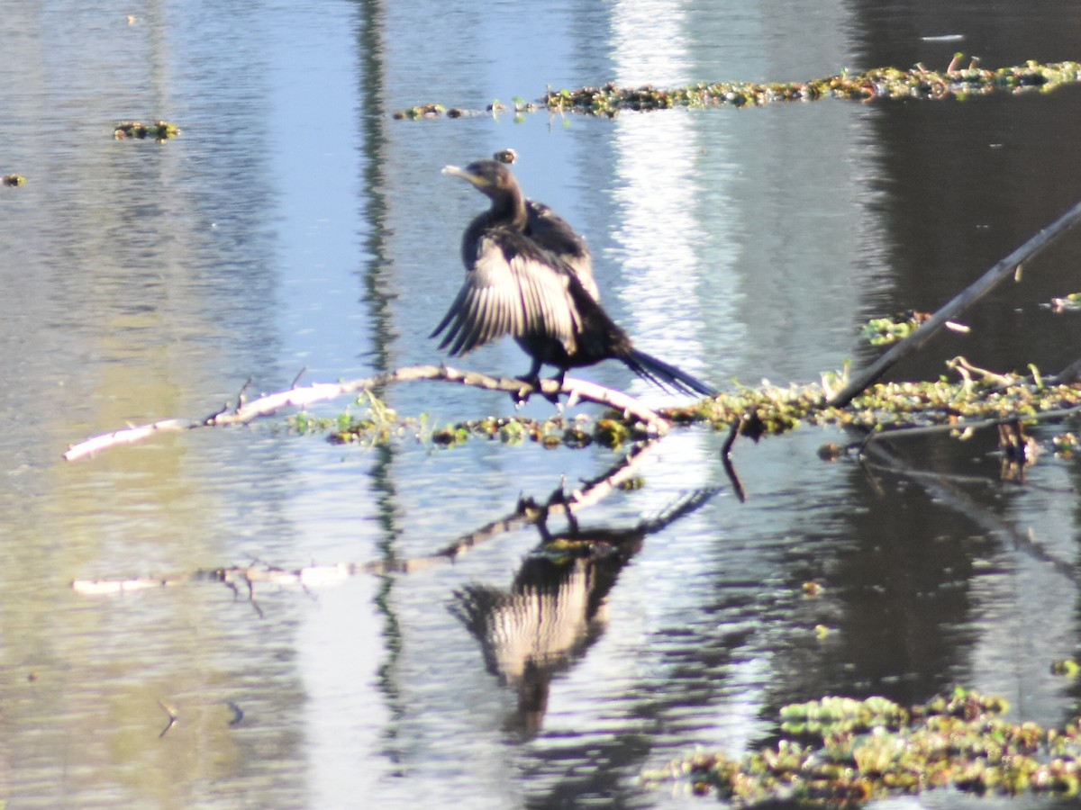 Neotropic Cormorant - ML623961000