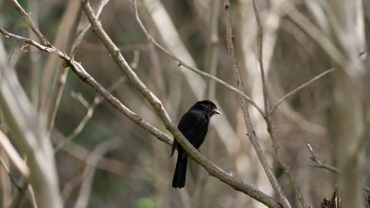 Blue-billed Black-Tyrant - Tomas Fernandez