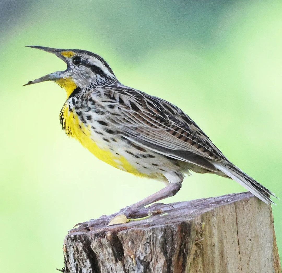 Eastern Meadowlark - ML623961004