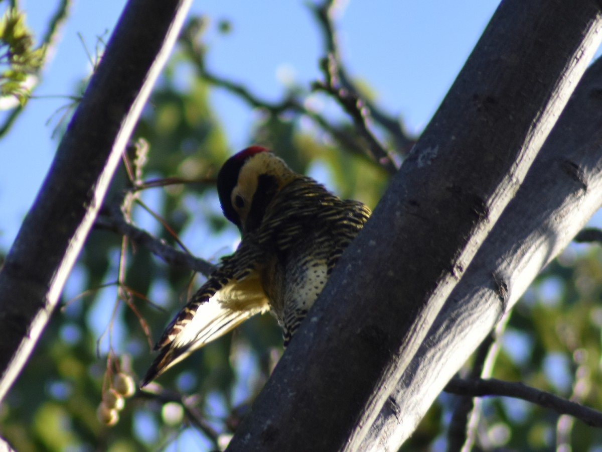 Green-barred Woodpecker - ML623961024