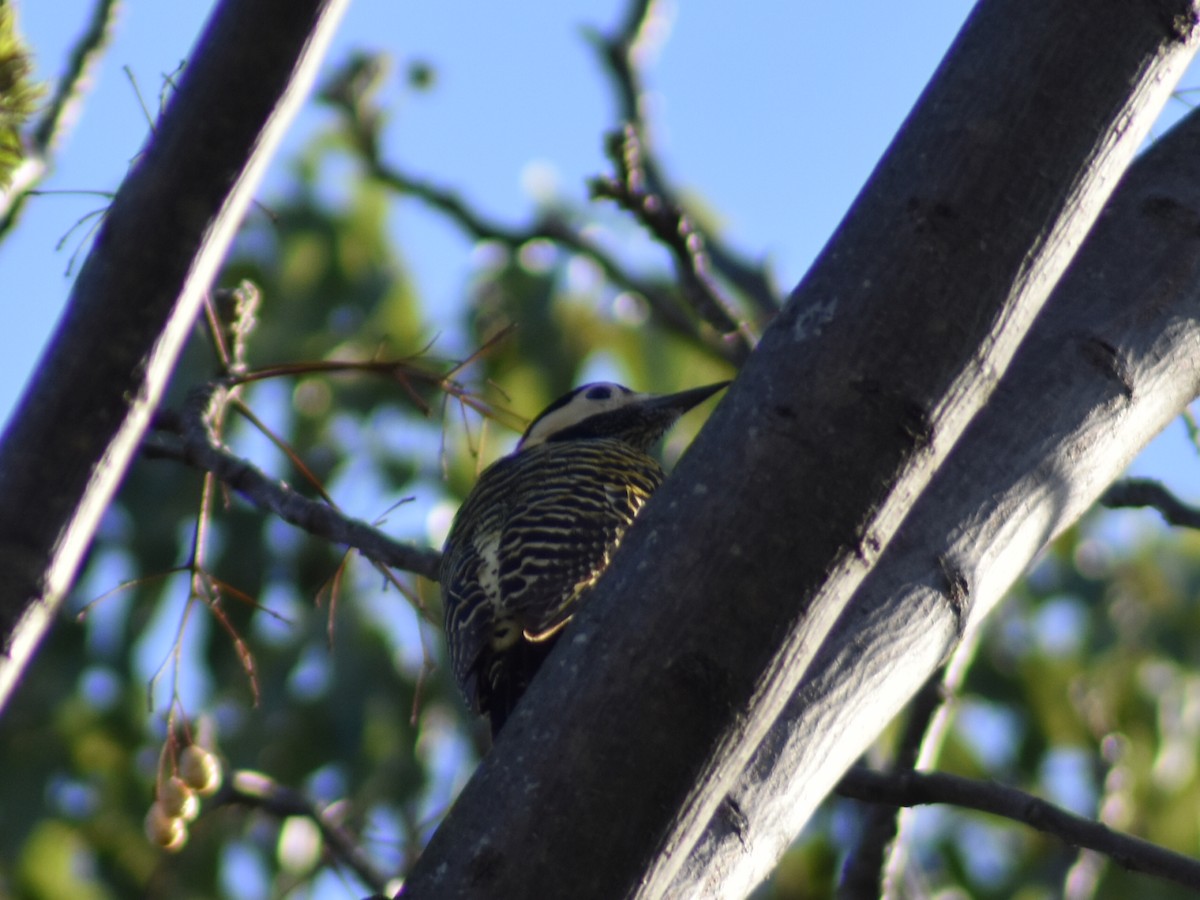 Green-barred Woodpecker - ML623961026