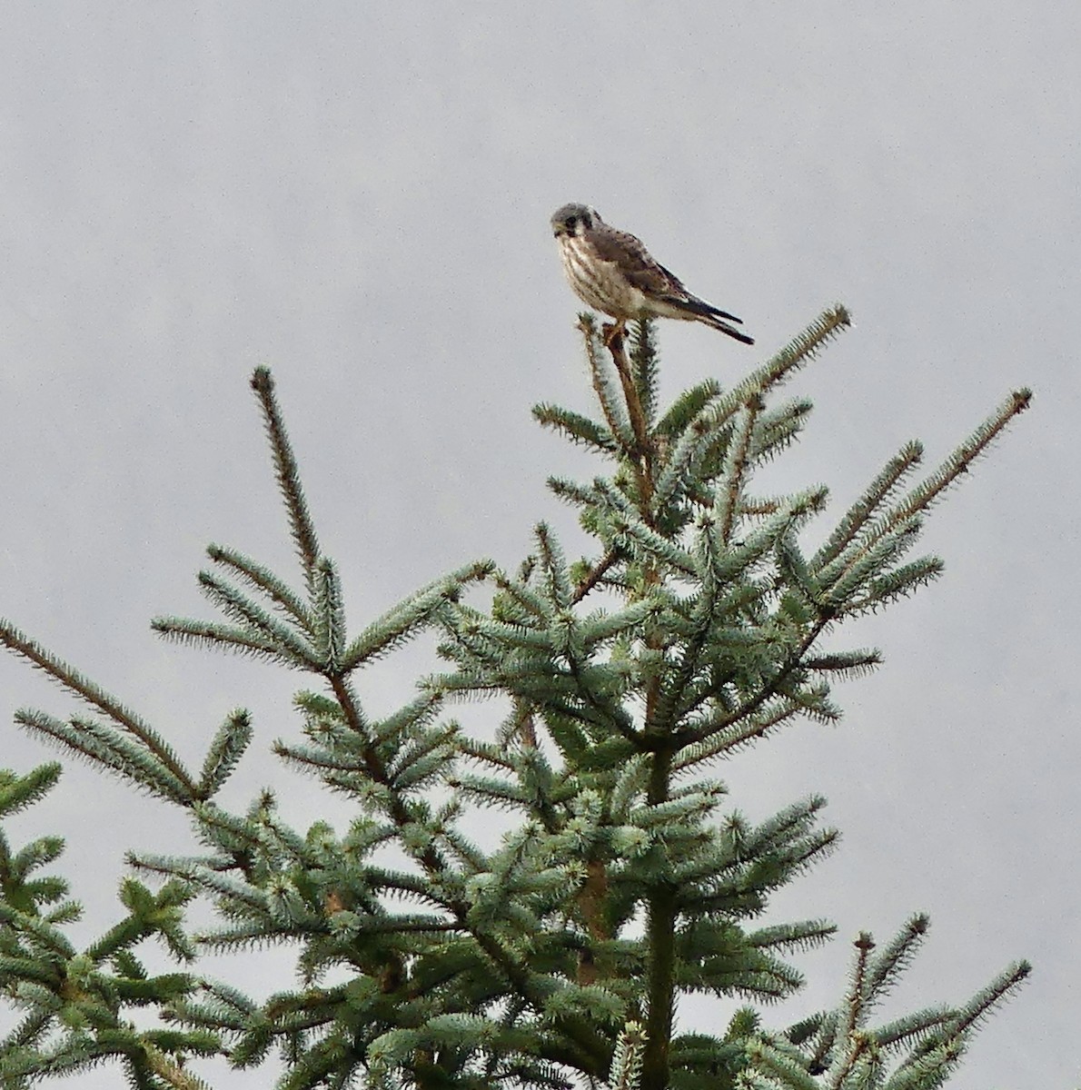 American Kestrel - ML623961027