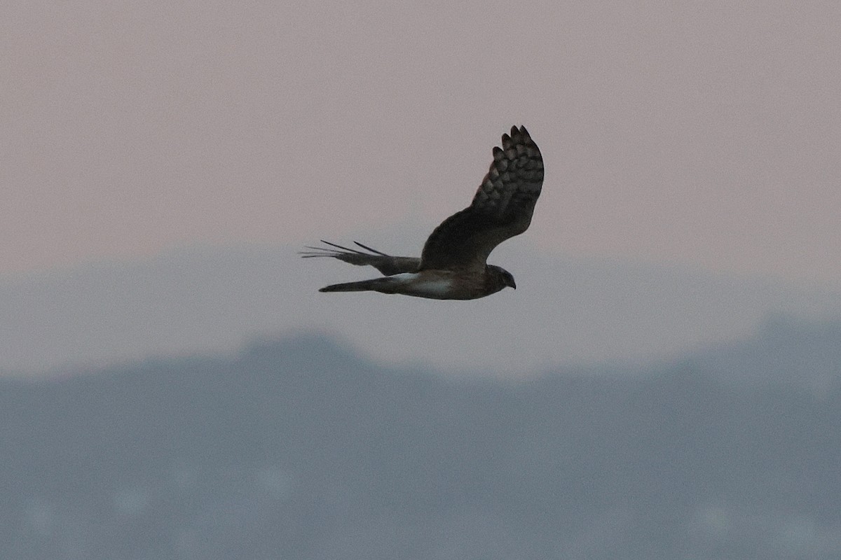 Hen Harrier - ML623961029