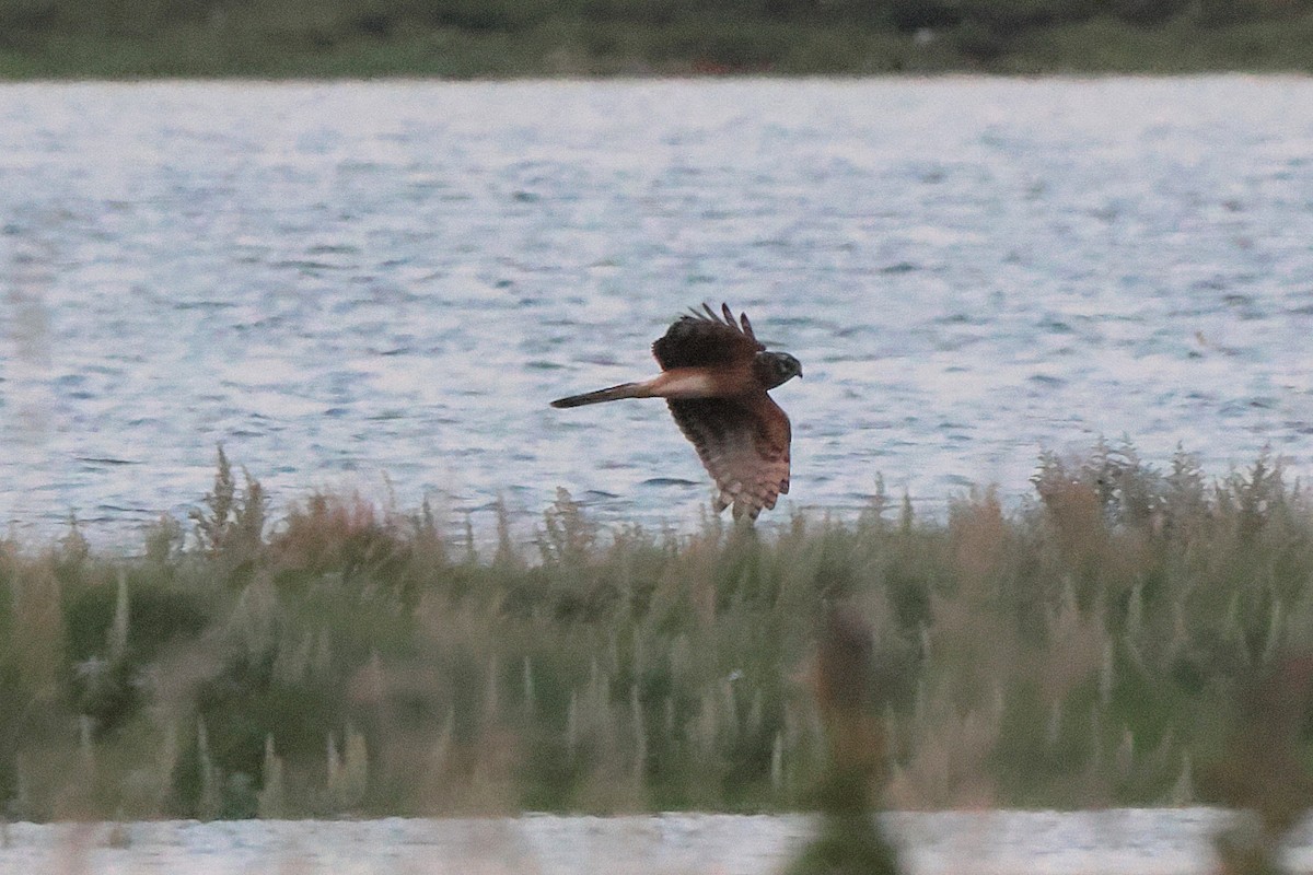 Hen Harrier - ML623961030