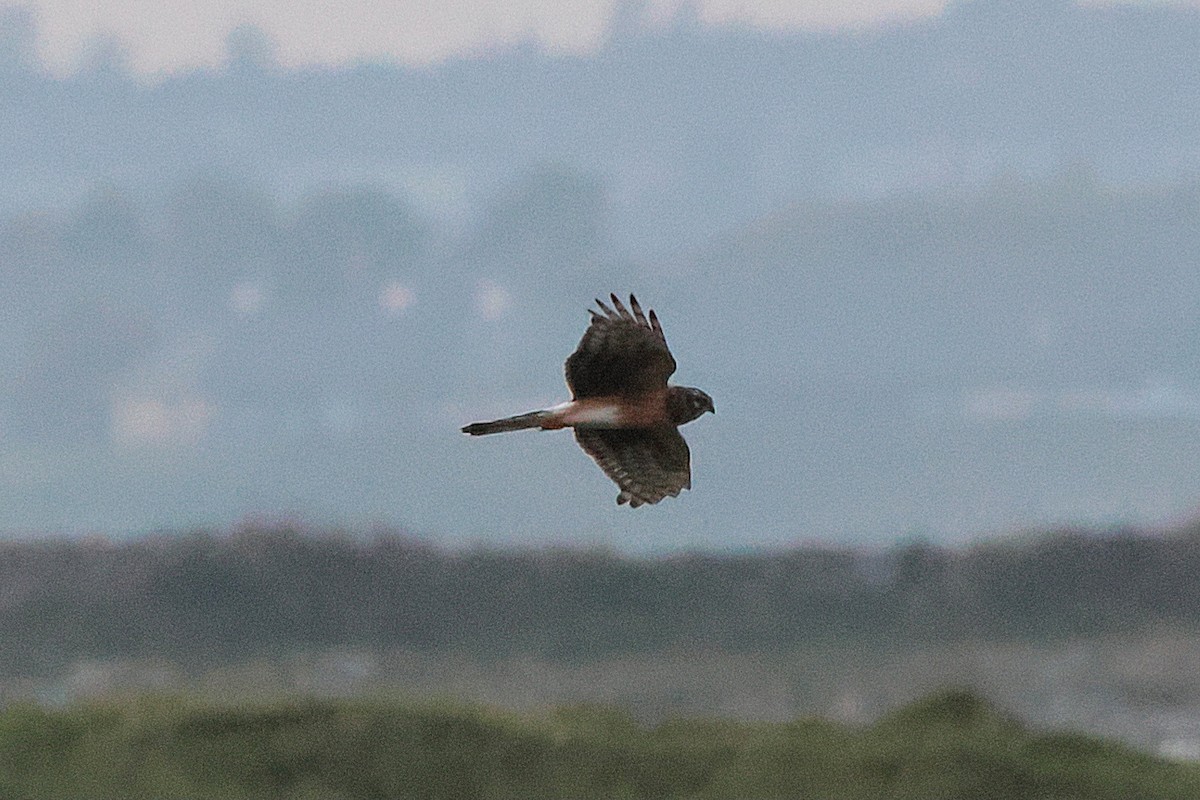 Hen Harrier - ML623961031