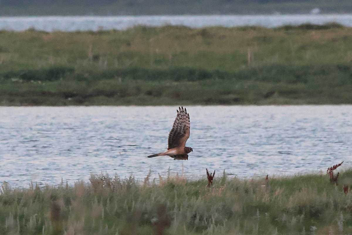 Hen Harrier - ML623961032