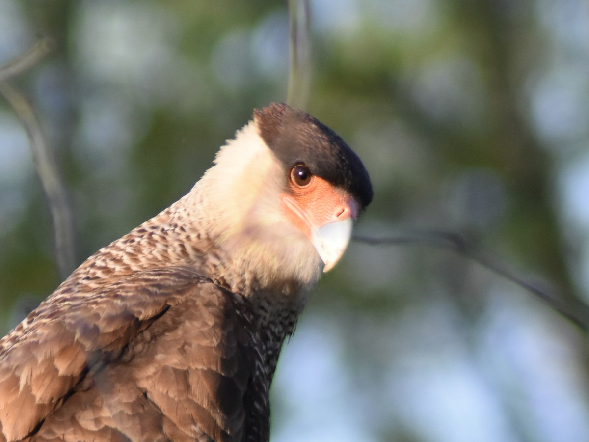 Caracara huppé - ML623961039