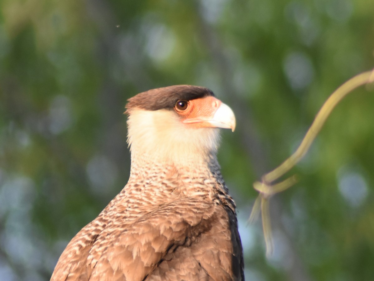 Crested Caracara - ML623961040