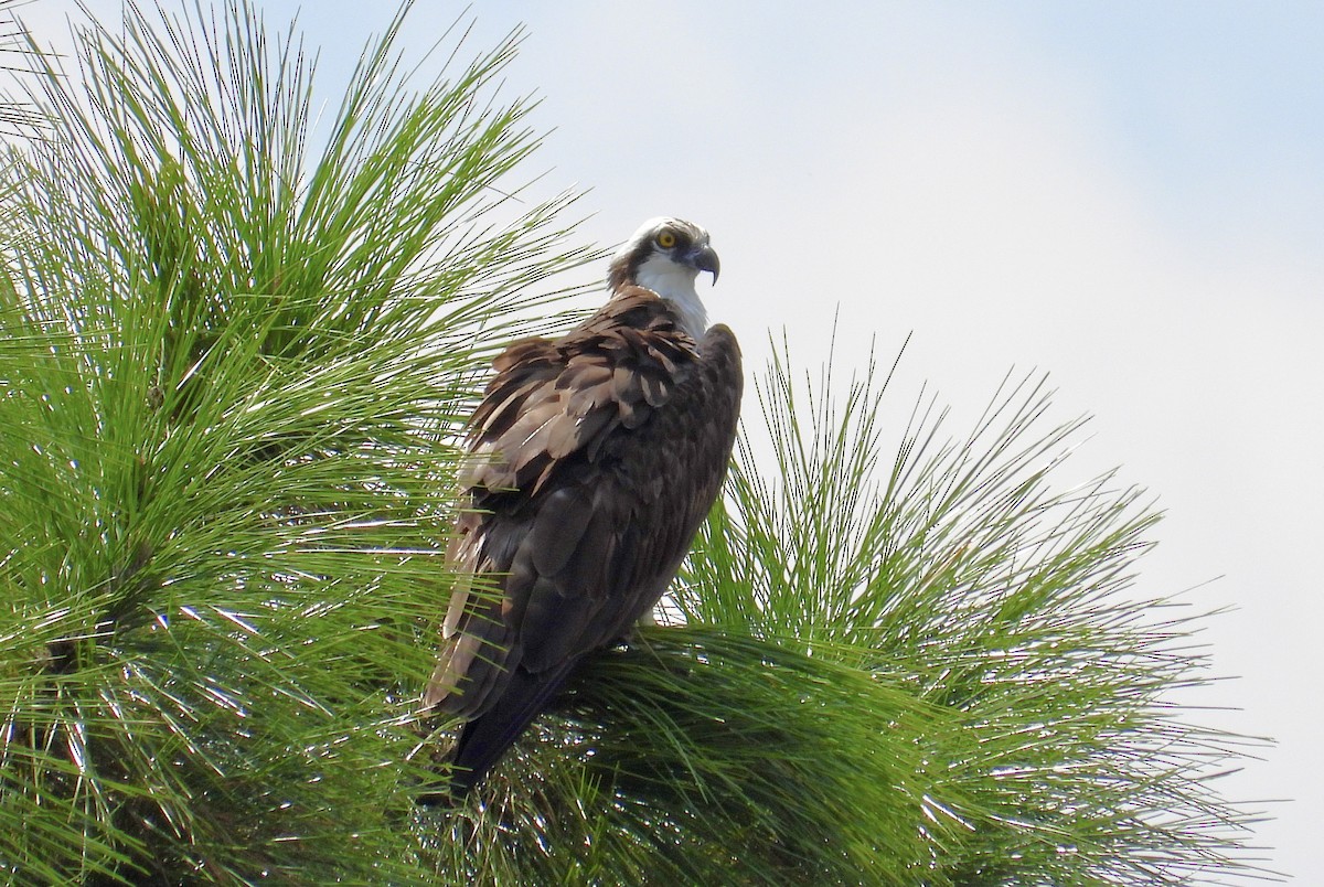 Águila Pescadora - ML623961042