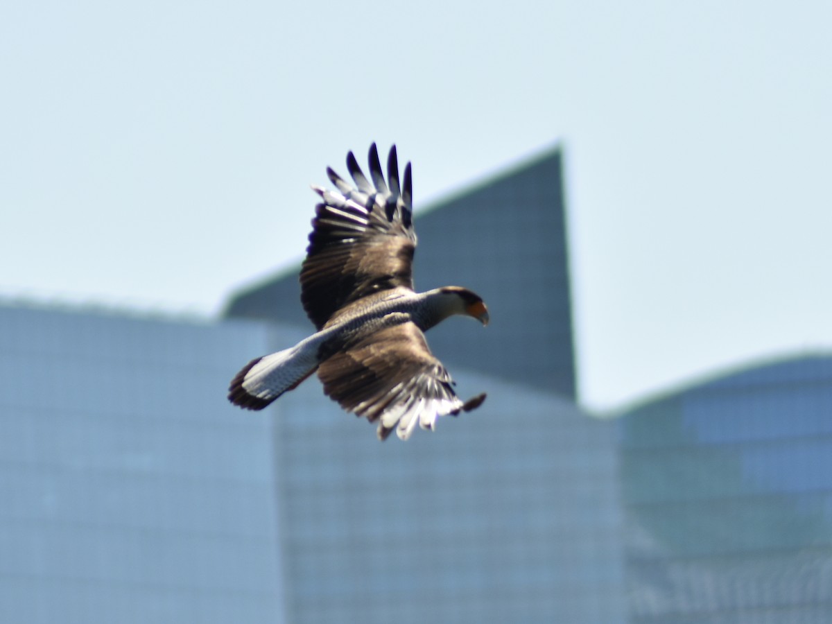 Caracara Carancho - ML623961043