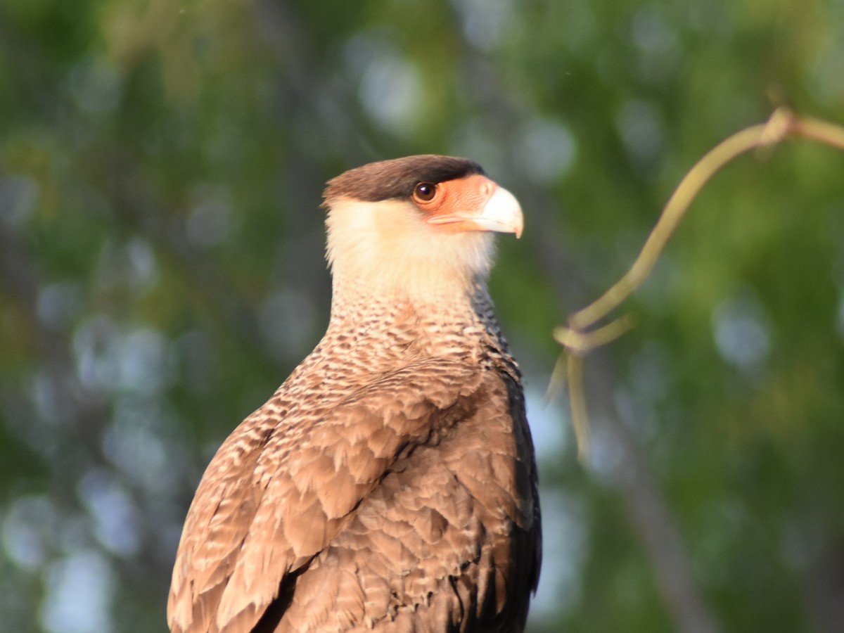 Caracara huppé - ML623961046