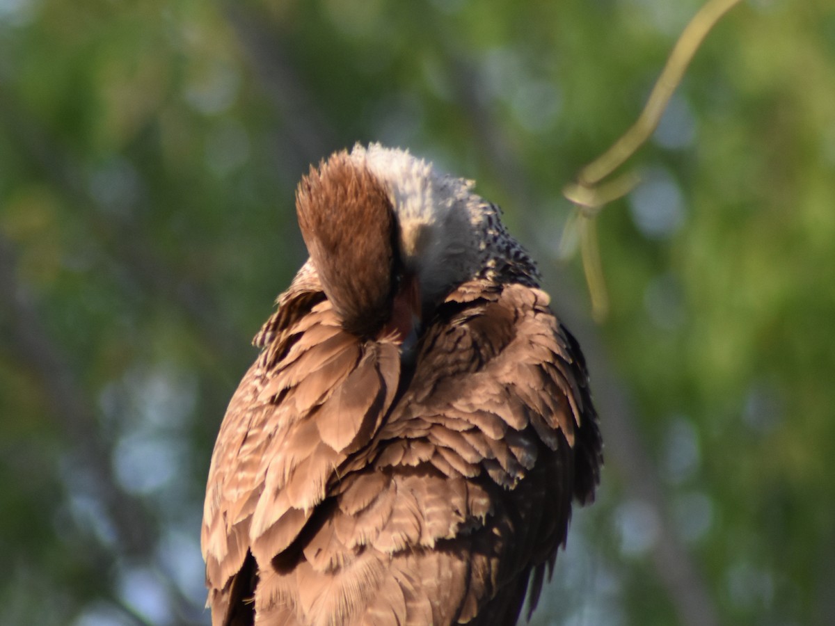 Caracara huppé - ML623961047