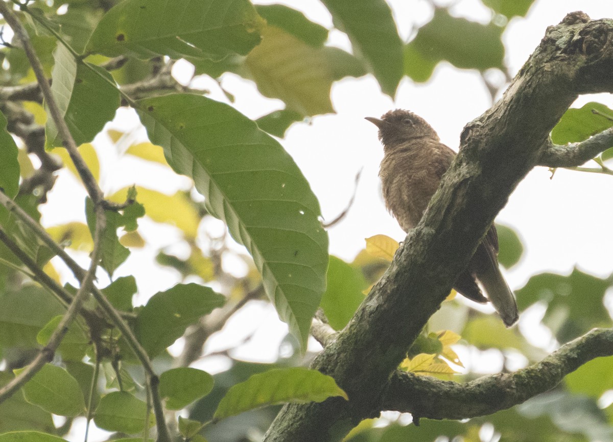 Yellow-throated Cuckoo - ML623961051